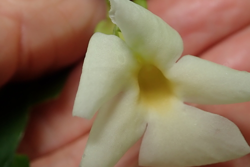 Thunbergia dregeana (Thunbergia dregeana)