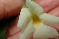 Thunbergia dregeana