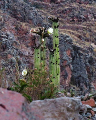 Trichocereus