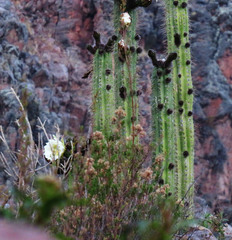 Trichocereus