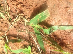 Polyrhachis militaris