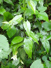 Thunbergia dregeana