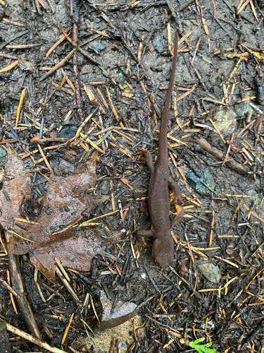 Rough-skinned Newt
