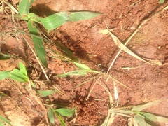 Polyrhachis militaris