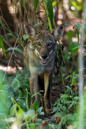 Coyote photographed in Louisiana
