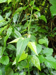 Thunbergia dregeana