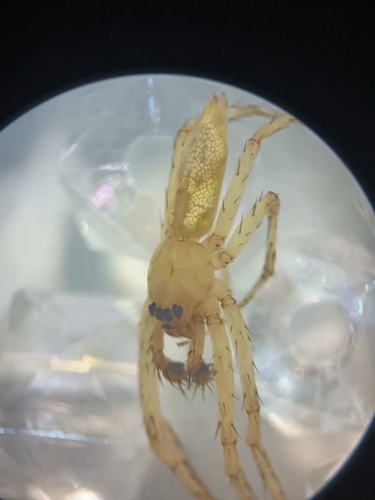 Senoculus gracilis
