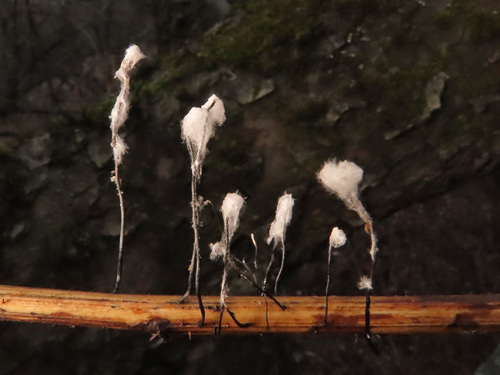 Xylaria filiformis