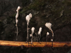 Xylaria filiformis