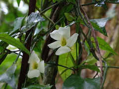 Thunbergia dregeana