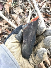 Phanerochaete sanguinea