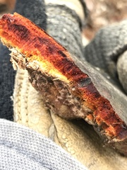Phanerochaete sanguinea