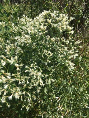 Baccharis halimifolia image