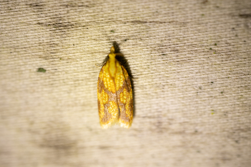 Sparganothis Fruitworm Moth (Sparganothis sulfureana)