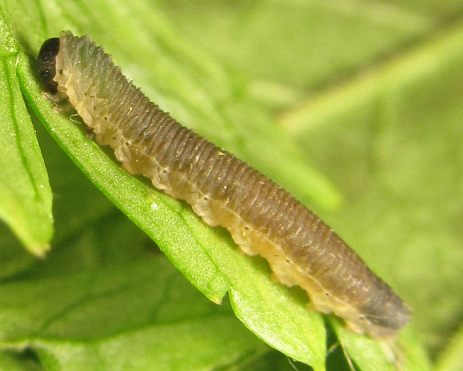 Dulophanini