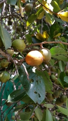 Sapotaceae