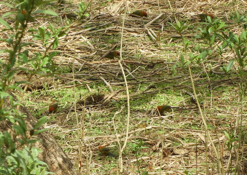 Fulvous-headed Brushfinch (Atlapetes fulviceps), photo 4