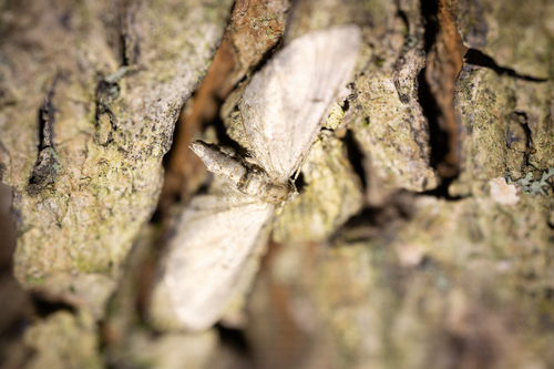 Wormwood Pug (Eupithecia absinthiata)