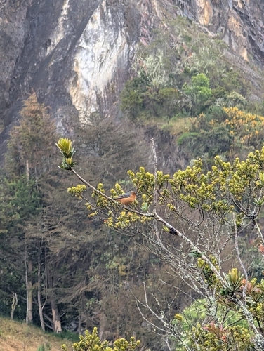 Rufous-browed Conebill (Conirostrum rufum), photo 7