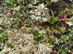 Claytonia acutifolia