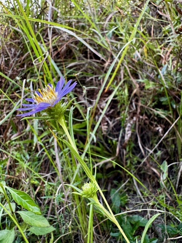 Eurybia hemispherica, photograph 6