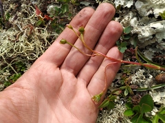 Claytonia acutifolia
