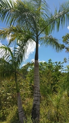 Dypsis