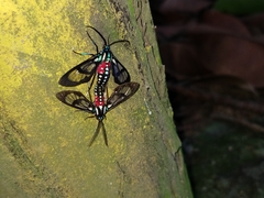 Poecilosoma eone