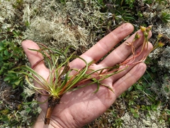 Claytonia acutifolia