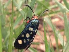 Arniocera auriguttata