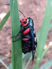 Arniocera auriguttata