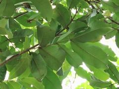 Syzygium samarangense