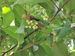 Syzygium samarangense