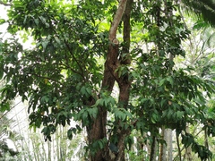 Syzygium samarangense