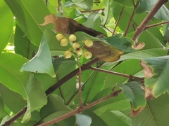 Syzygium samarangense