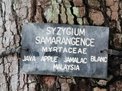 Syzygium samarangense