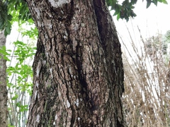 Syzygium samarangense