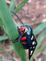 Arniocera auriguttata