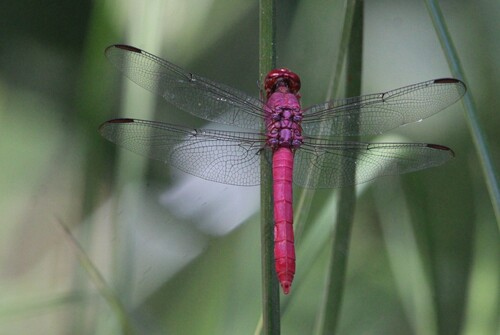 Carmine Skimmer