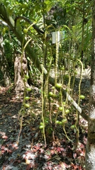 Dypsis
