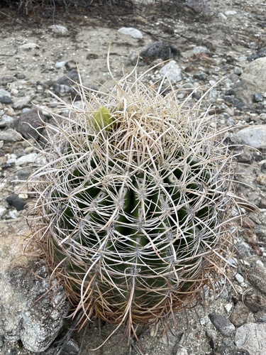 iNaturalist observation photo of California Barrel Cactus