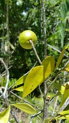 Sapotaceae