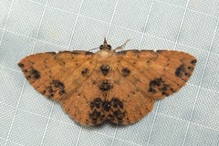 Corgatha semipardata