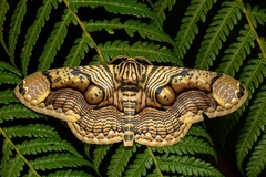 Brahmaea hearseyi