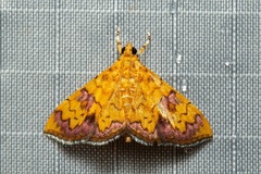 Isocentris filalis