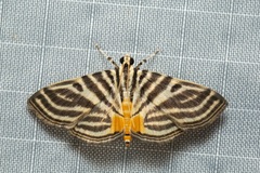 Dichocrocis rigidalis