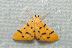 Dichocrocis