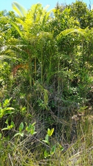 Dypsis tsaravoasira