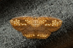 Drapetodes nummularia