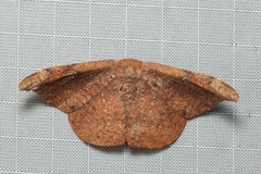 Oreta carnea